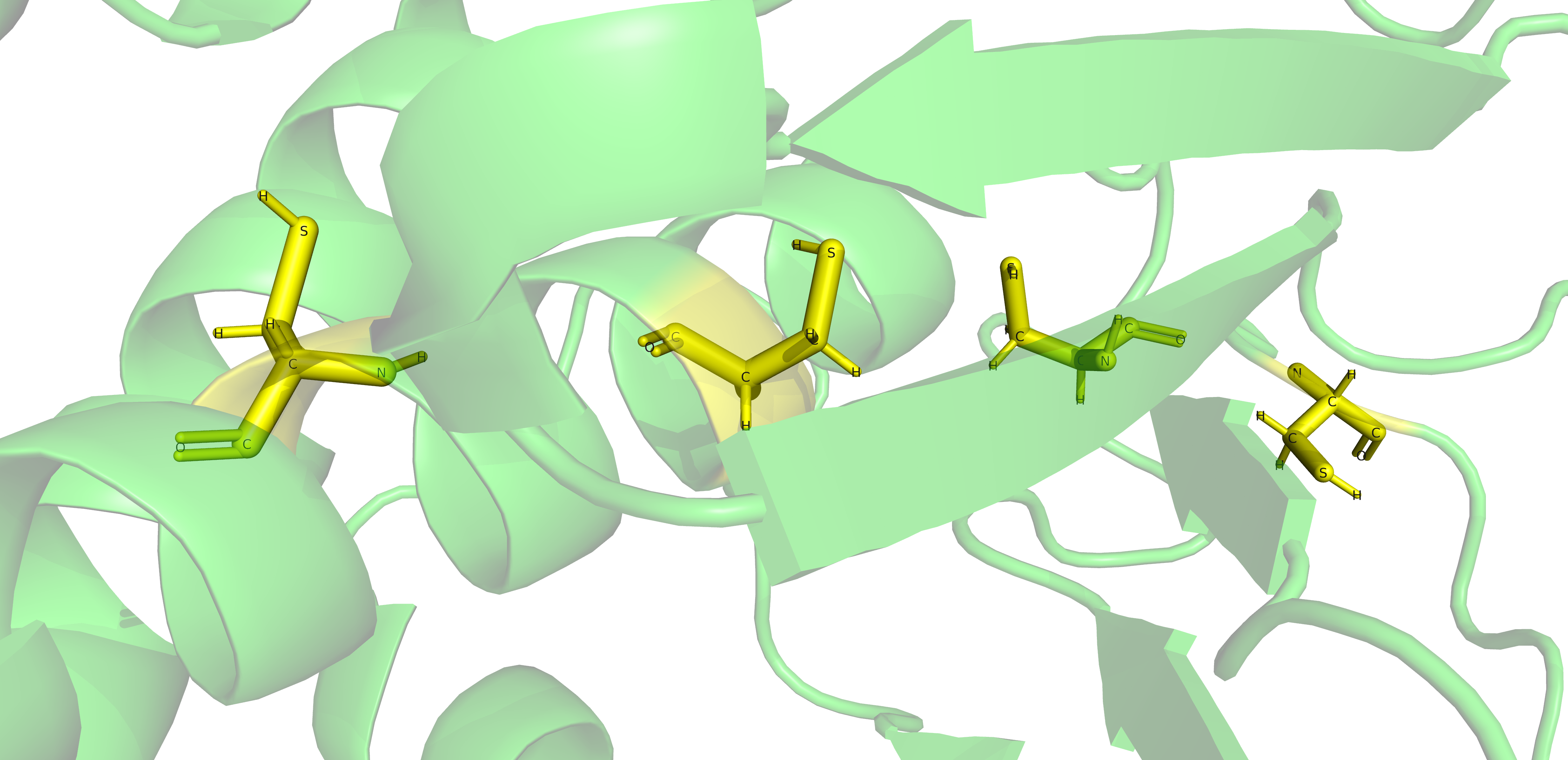 Disulfide bond